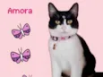 Amora 