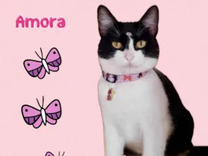 Gato raça Srd idade 4 anos nome Amora 