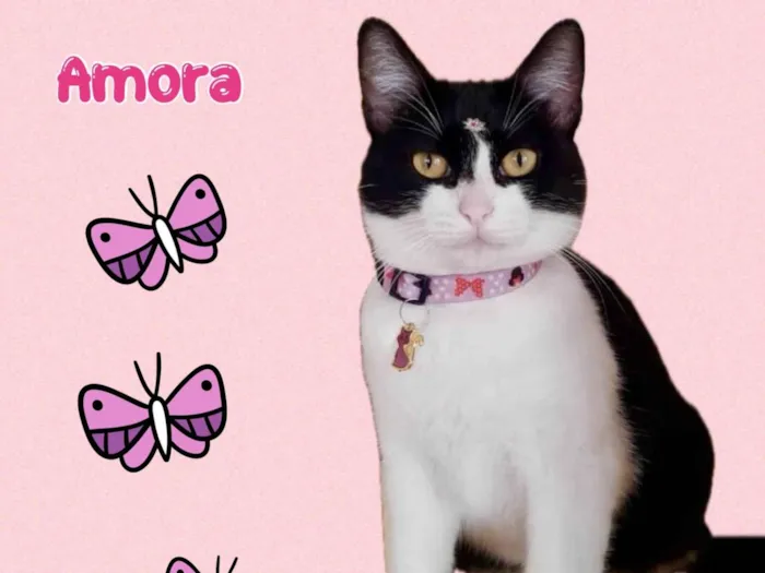 Gato ra a Srd idade 4 anos nome Amora 