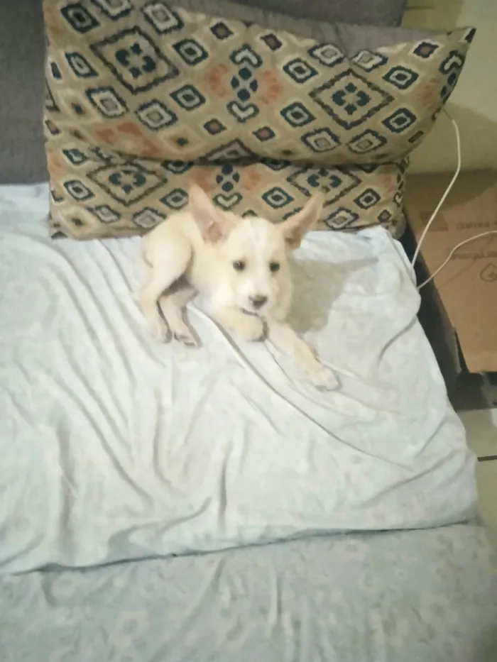 Cachorro ra a Vira-lata idade 2 a 6 meses nome Charlotte