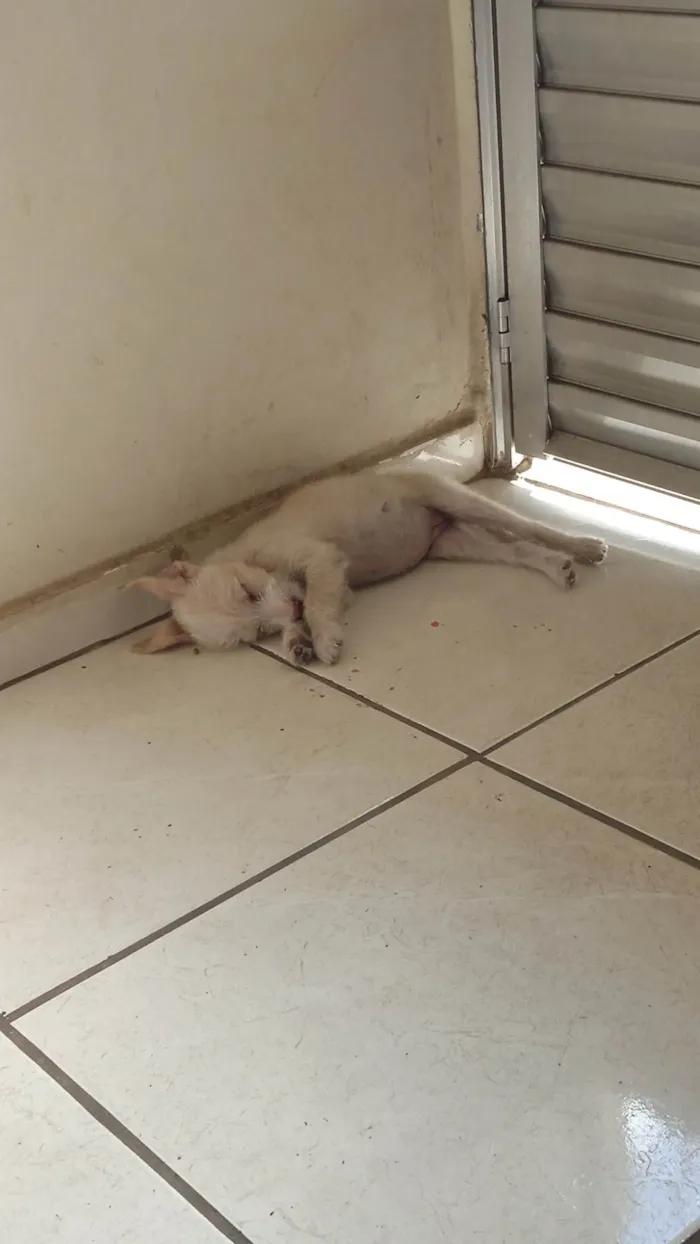 Cachorro ra a Vira-lata idade 2 a 6 meses nome Charlotte