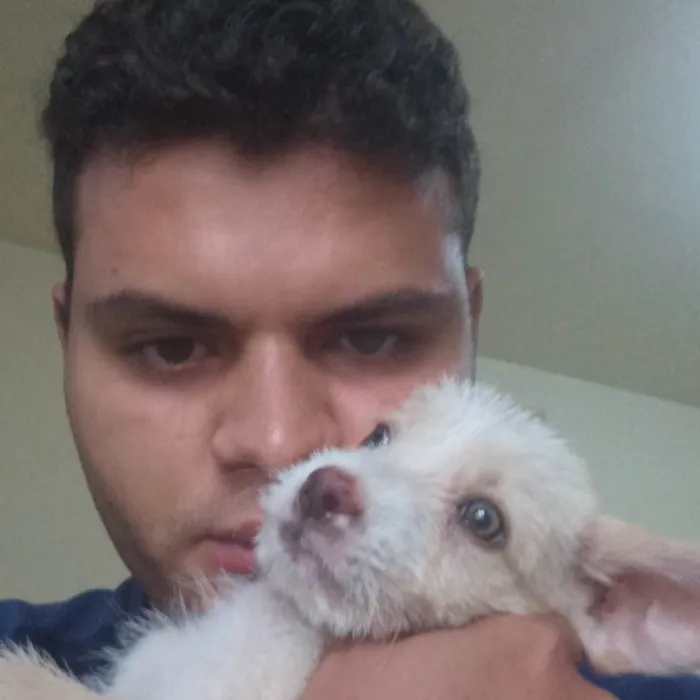 Cachorro ra a Vira-lata idade 2 a 6 meses nome Charlotte