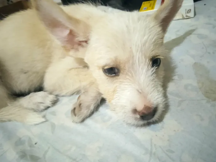 Cachorro ra a Vira-lata idade 2 a 6 meses nome Charlotte