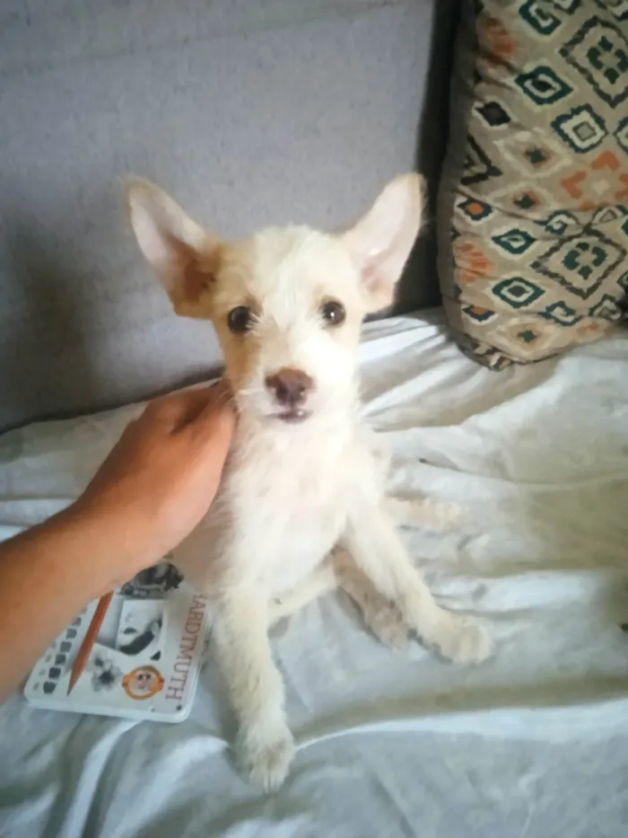 Cachorro ra a Vira-lata idade 2 a 6 meses nome Charlotte