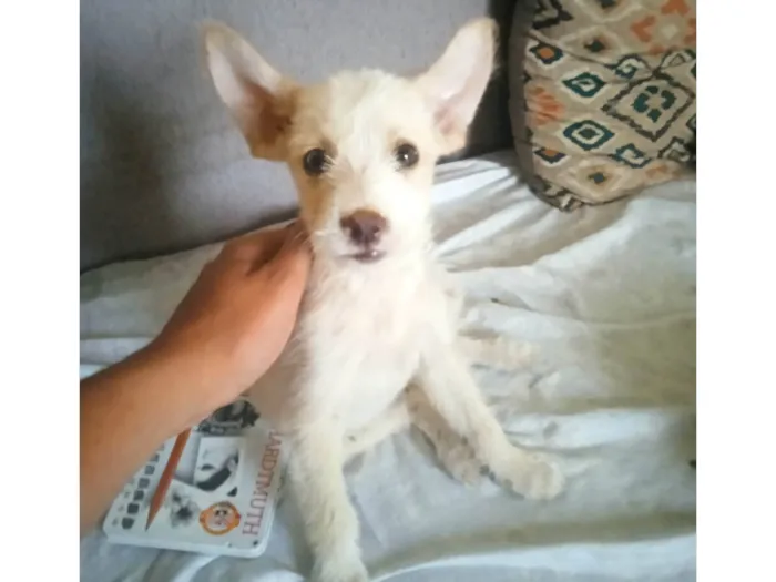 Cachorro ra a Vira-lata idade 2 a 6 meses nome Charlotte