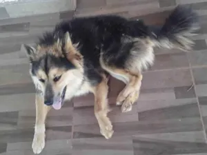 Cachorro raça Husky Siberiano idade 2 anos nome Baily