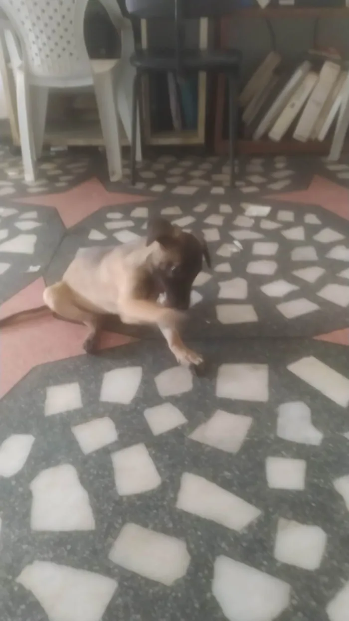 Cachorro ra a SRD-ViraLata idade 2 a 6 meses nome Mavie