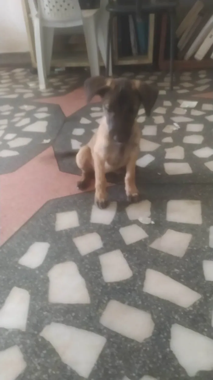 Cachorro ra a SRD-ViraLata idade 2 a 6 meses nome Mavie