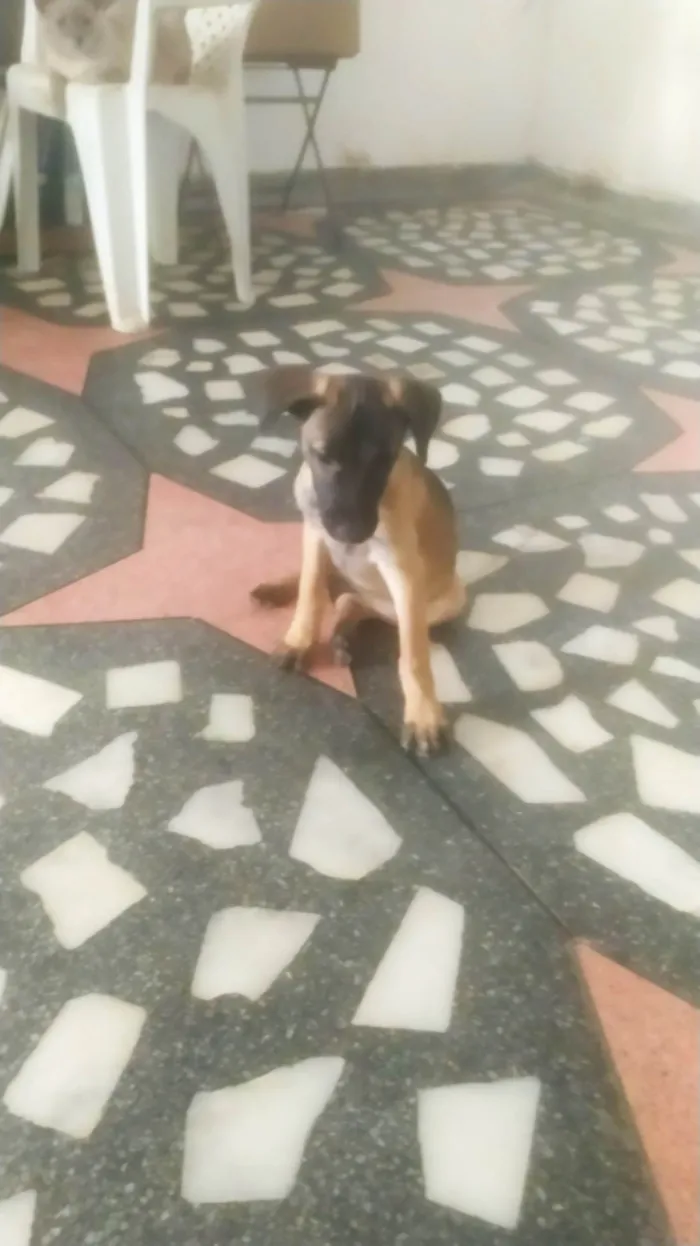 Cachorro ra a SRD-ViraLata idade 2 a 6 meses nome Mavie