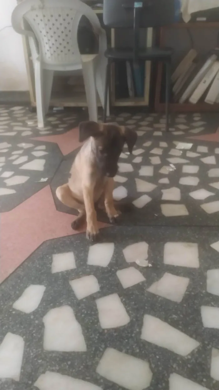 Cachorro ra a SRD-ViraLata idade 2 a 6 meses nome Mavie