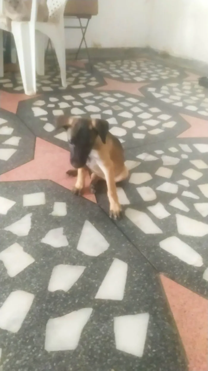 Cachorro ra a SRD-ViraLata idade 2 a 6 meses nome Mavie