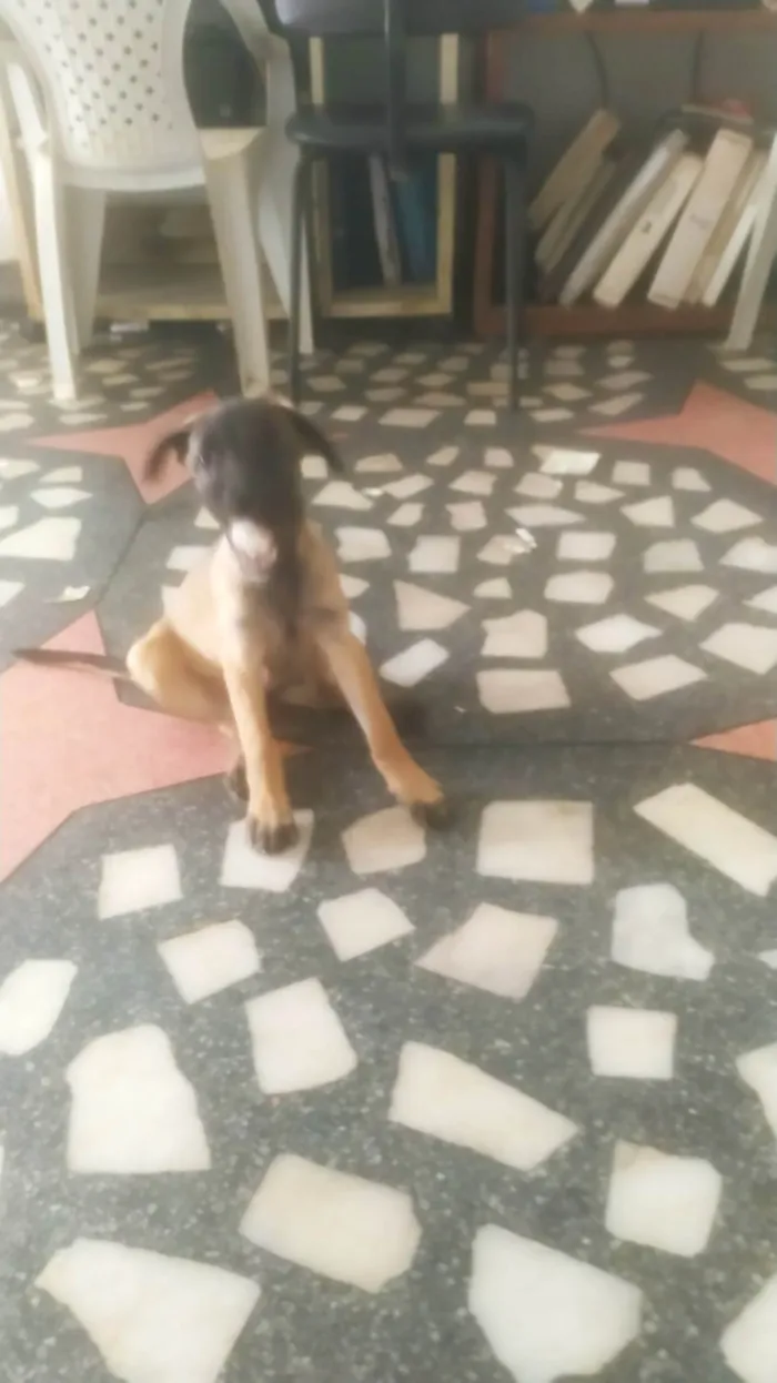 Cachorro ra a SRD-ViraLata idade 2 a 6 meses nome Mavie