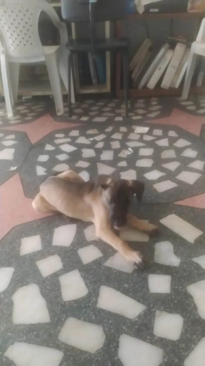 Cachorro ra a SRD-ViraLata idade 2 a 6 meses nome Mavie