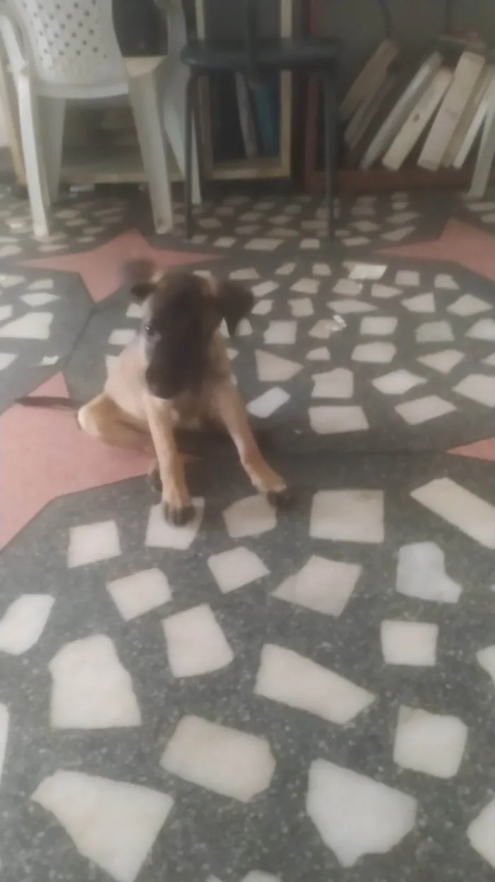 Cachorro ra a SRD-ViraLata idade 2 a 6 meses nome Mavie