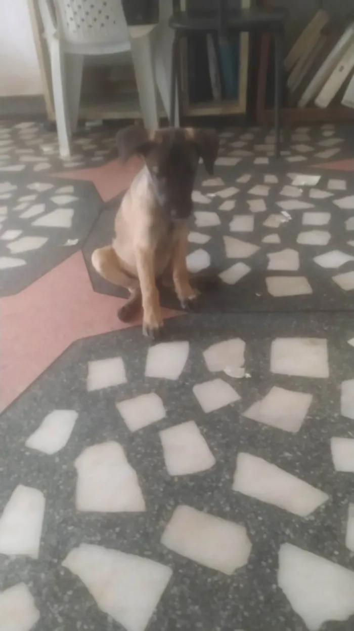 Cachorro ra a SRD-ViraLata idade 2 a 6 meses nome Mavie