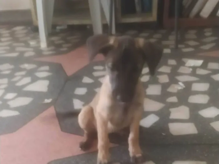 Cachorro ra a SRD-ViraLata idade 2 a 6 meses nome Mavie