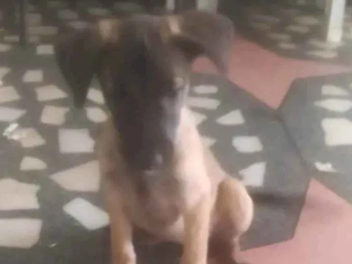 Cachorro ra a SRD-ViraLata idade 2 a 6 meses nome Mavie