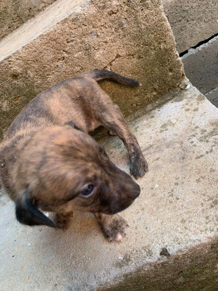 Cachorro ra a  idade Abaixo de 2 meses nome Caramelo