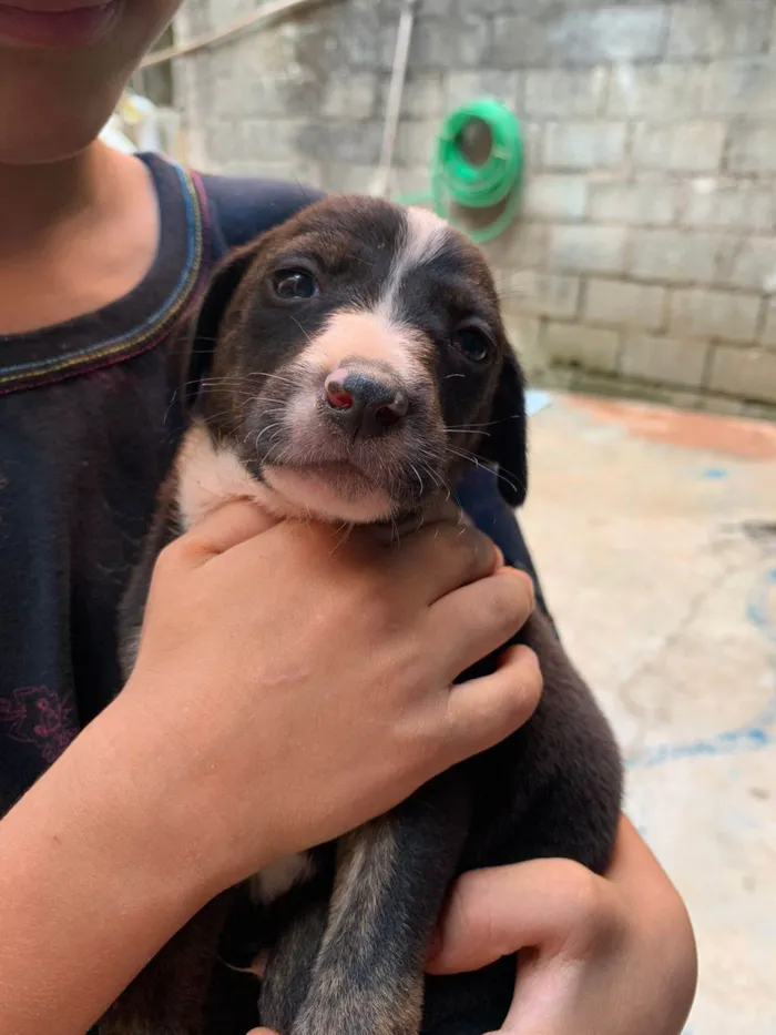 Cachorro ra a  idade Abaixo de 2 meses nome Caramelo