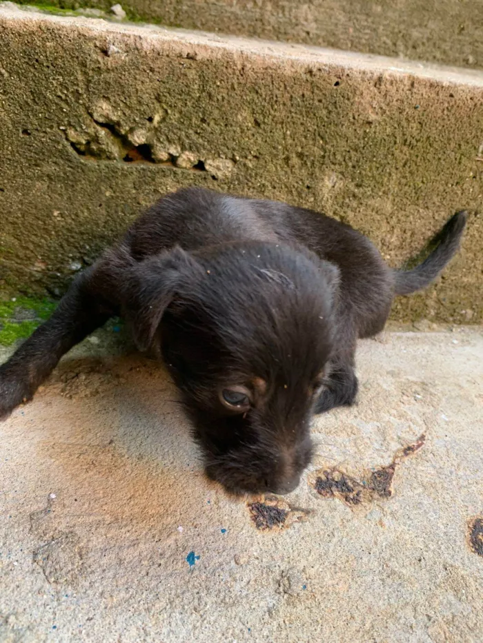 Cachorro ra a  idade Abaixo de 2 meses nome Caramelo