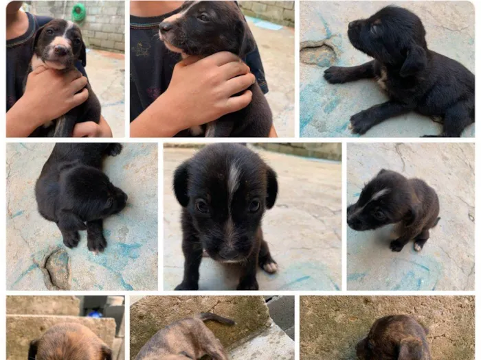 Cachorro ra a  idade Abaixo de 2 meses nome Caramelo