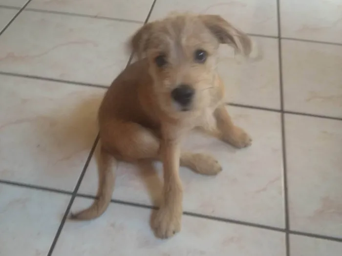 Cachorro ra a SRD-ViraLata idade 2 a 6 meses nome Bob