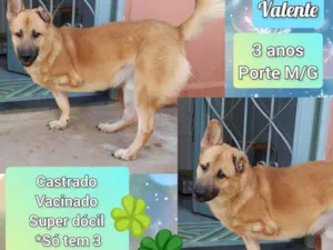 Cachorro raça SRD-ViraLata idade 3 anos nome Valente 