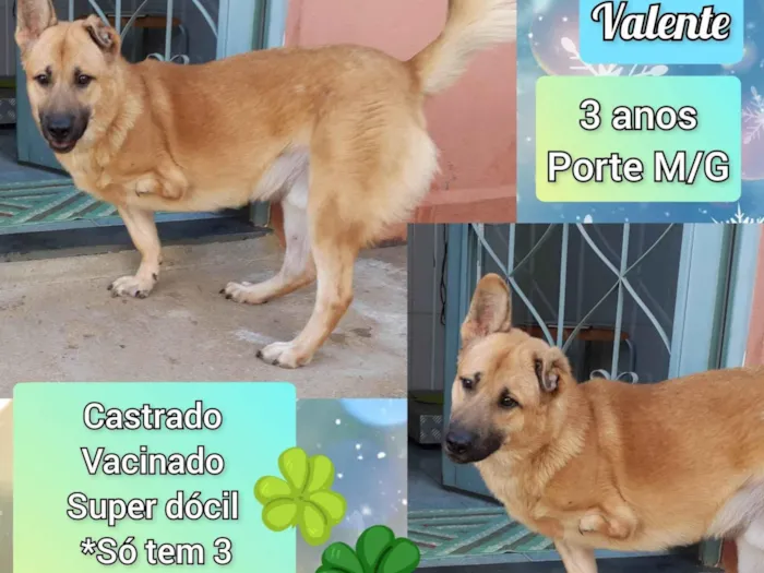 Cachorro ra a SRD-ViraLata idade 3 anos nome Valente 