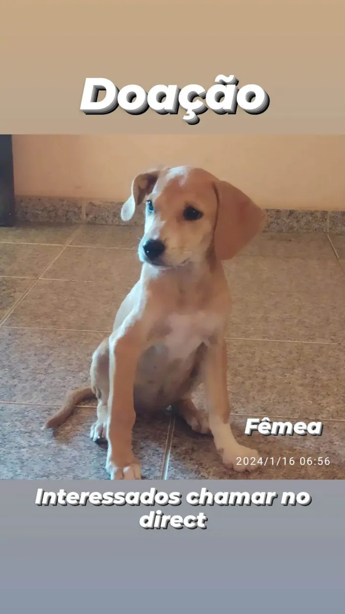 Cachorro ra a Beagle  idade Abaixo de 2 meses nome Pereirinha 
