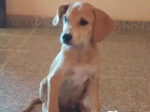 Cachorro raça Beagle  idade Abaixo de 2 meses nome Pereirinha 