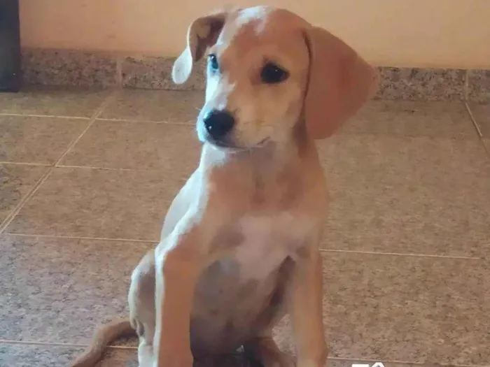 Cachorro ra a Beagle  idade Abaixo de 2 meses nome Pereirinha 