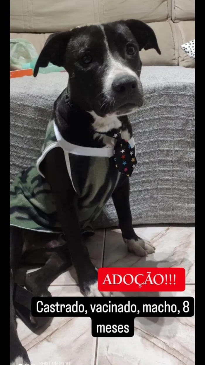 Cachorro ra a Pit-Bull idade 7 a 11 meses nome Duck