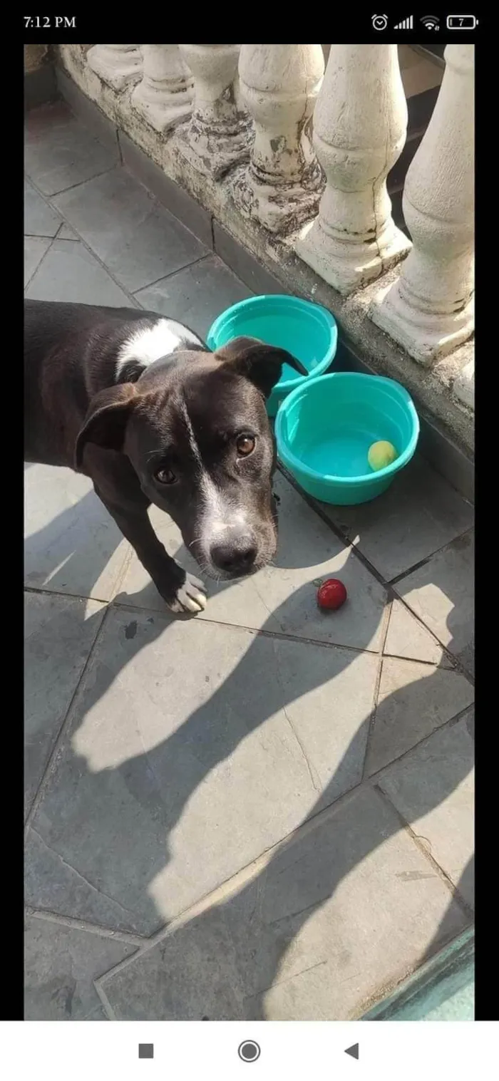 Cachorro ra a Pit-Bull idade 7 a 11 meses nome Duck