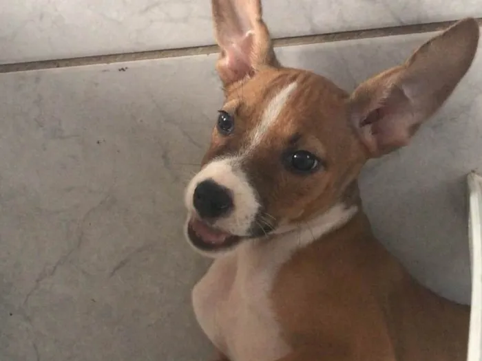 Cachorro ra a Pit-Bull idade 2 a 6 meses nome Melody