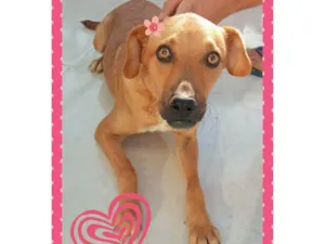 Cachorro raça SRD idade 7 a 11 meses nome Garotona