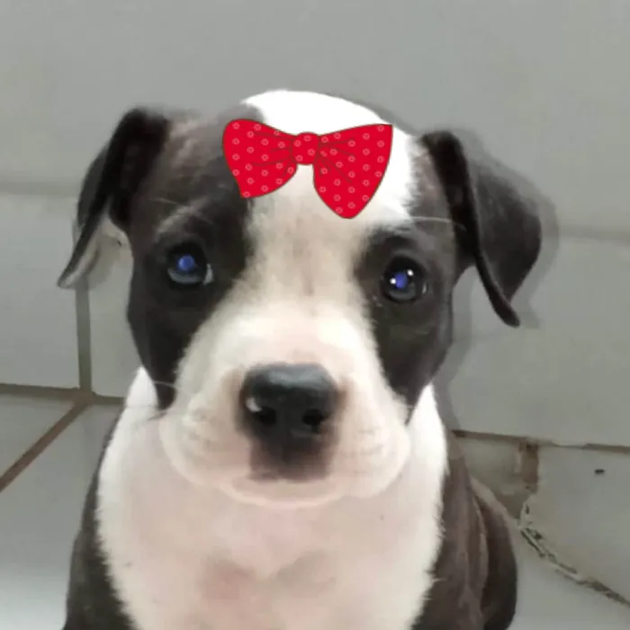 Cachorro ra a Pit-Bull idade 2 a 6 meses nome Laika 