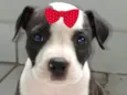 Laika 
