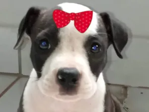 Cachorro raça Pit-Bull idade 2 a 6 meses nome Laika 