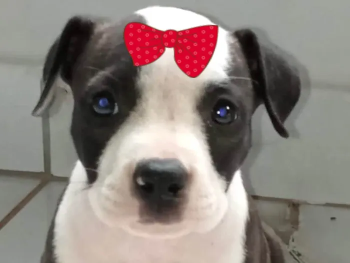 Cachorro ra a Pit-Bull idade 2 a 6 meses nome Laika 