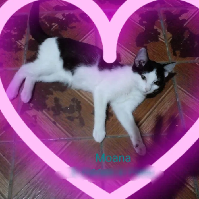 Gato ra a SRD-ViraLata idade 2 a 6 meses nome Moana