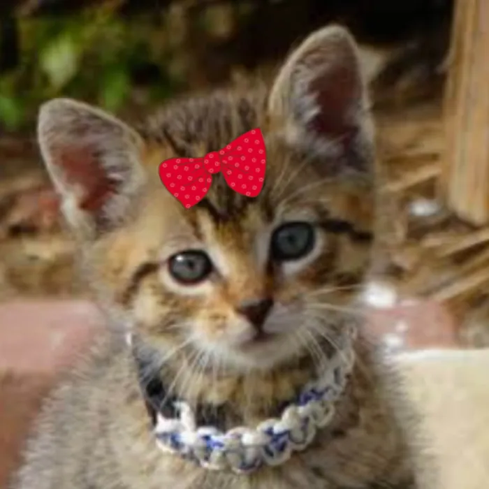 Gato ra a Mestica  idade 2 a 6 meses nome Julie