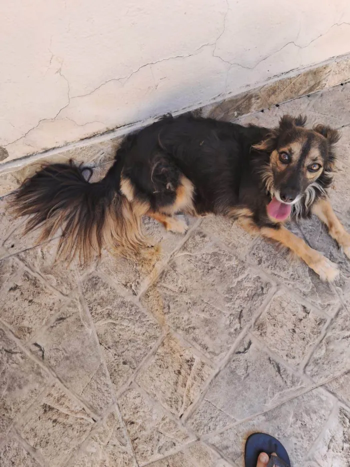 Cachorro ra a Srd idade 1 ano nome Laika