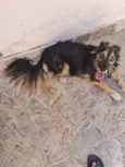 Laika