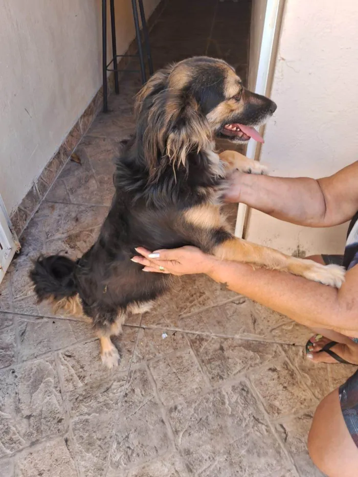 Cachorro ra a Srd idade 1 ano nome Laika