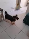 Laika