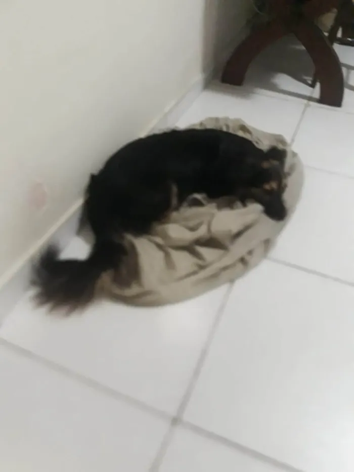 Cachorro ra a Srd idade 1 ano nome Laika