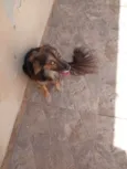 Laika
