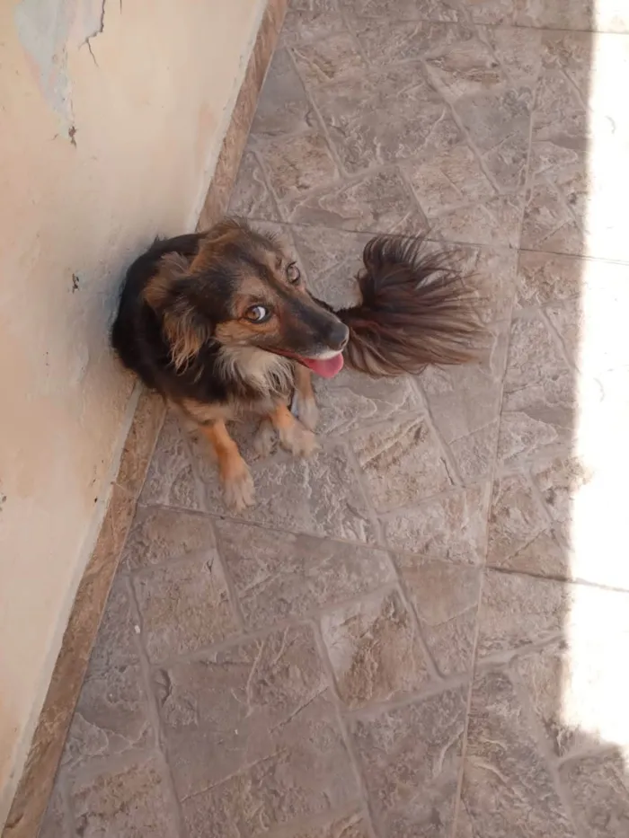 Cachorro ra a Srd idade 1 ano nome Laika