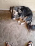 Laika