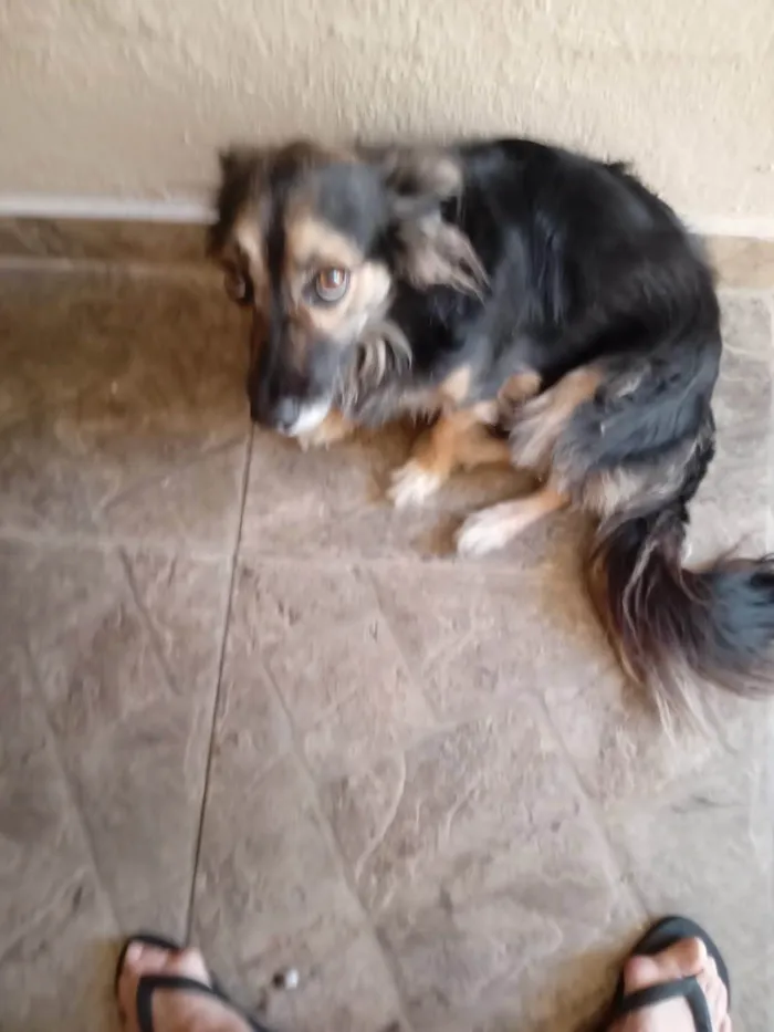 Cachorro ra a Srd idade 1 ano nome Laika